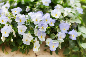 Fototapeta na wymiar Blue pansy flowers blossom on green leaves blurred bokeh background close up, beautiful purple pansies soft focus macro, many small blooming heartsease flower, delicate kiss-me-quick, love-in-idleness