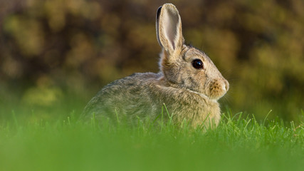 Bunny in the grassh