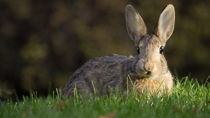 Bunny in the grassh