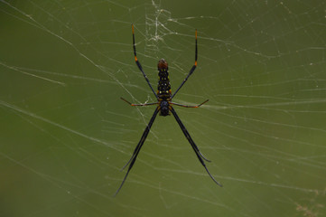 spider on the web, bokeh background