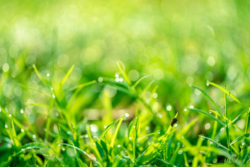 green grass background