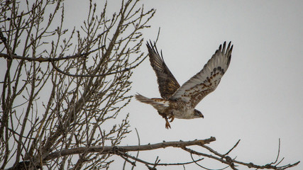 Red-tailed haw taking flight