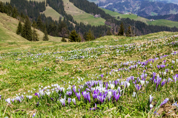 Wild purple and white Crocus alpine flowers blooming on spring on the Swiss Alps mountain