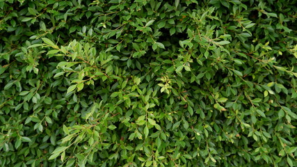 green grass background