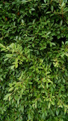 green leaves background