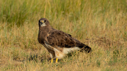 Red-tailed haw on the ground