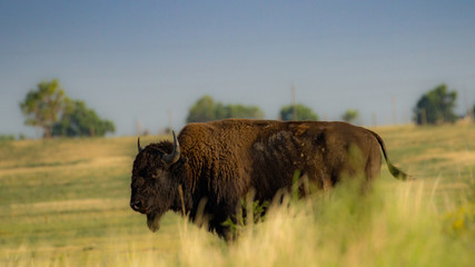 Grazing bison