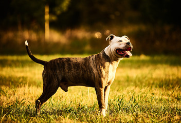 Pitbull  de cuerpo completo en el campo