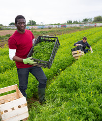 African-american worker harvesting green mizuna in the garden