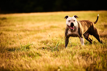 Pitbull en el campo posando sobre un fondo de hierba