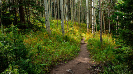 Hiking trail into the forest through Aspen