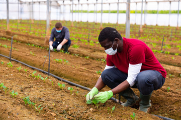 African American worker in medical mask gardening in glasshouse