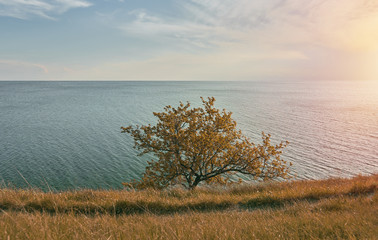 Lonely tree with leaves on the cliff in front of sea during autumn with faded leaves and grass. Visible pathway on the shore.