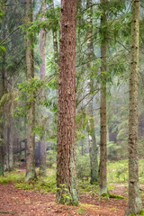 Panoramic view of wild pine forest in Belarus national park