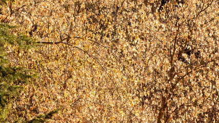 Wall of golden aspen leaves