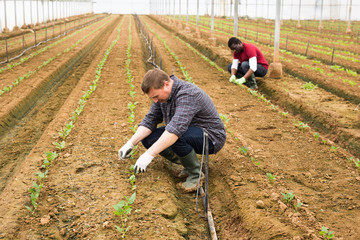 Greenhouse owner checking seedlings