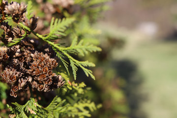 
cypress tree with pine cone macro background