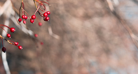 red berries on a tree. bokeh