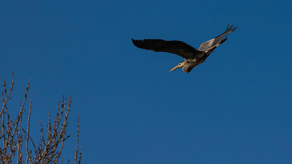 Great Blue Heron in flight