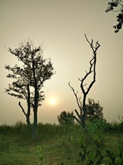silhouette of a tree showing sunset in india
