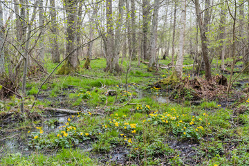 Obraz na płótnie Canvas Blosssom Marsh marigold in a swamp area