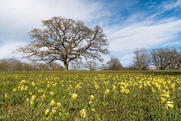 Obraz premium Field with blossom cowslips