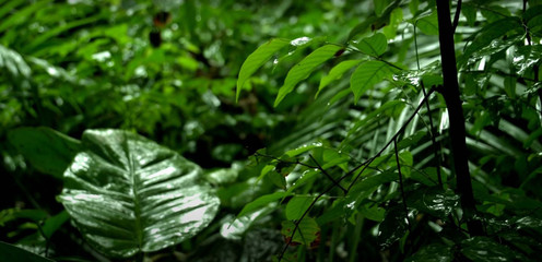 Beautiful forest filled with green leaves