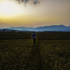 Fototapeta premium man walking in the field