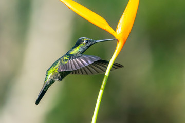 Green Violet-ear (Colibri thalassinus) hummingbird in flight isolated on a green background in Costa Rica
