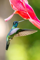 Green Violet-ear (Colibri thalassinus) hummingbird in flight isolated on a green background in Costa Rica