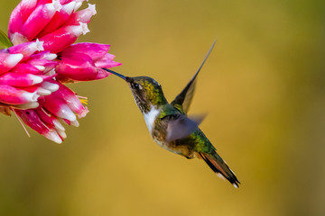 Green Violet-ear (Colibri thalassinus) hummingbird in flight isolated on a green background in Costa Rica