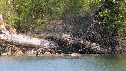 A family of geese swimming in a pond 