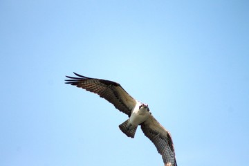 Beautiful osprey hunting for lunch and flying through the air. 