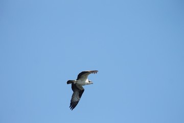 Beautiful osprey hunting for lunch and flying through the air. 