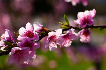 Fototapeta na wymiar Flowering peach trees on field