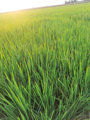 green rice field