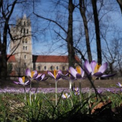 Blühende Krokusse an der Isar in München, St Maximilian im Hintergrund