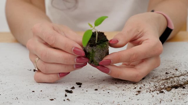  Young shoot of a plant. Female hands take a sprout