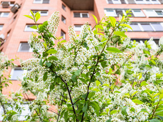 spring in city - blossoming bird cherry and high-rise apartment building on background (focus on Mayday tree on foreground)