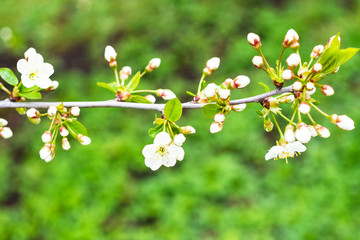 spring in city - white blossoms of cherry tree over green meadow in urban garden on background (focus on flowers on foreground)