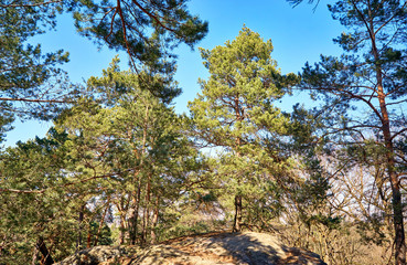 Fototapeta na wymiar Mixed deciduous and coniferous forest on a rock.