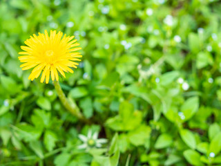 yellow dandelion flower at green lawn close up on spring day (focus on taraxacum bloom )