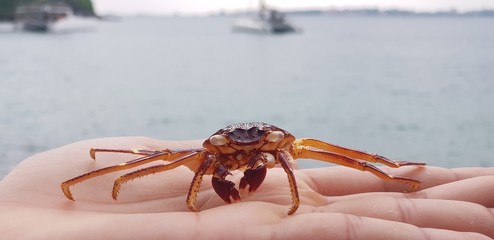 Crab on the beach