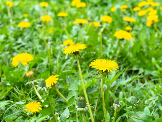green meadow with yellow dandelions on spring day (focus on taraxacum bloom on foreground)