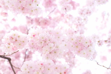 Zarte rosa Kirschblüten sakura cherryblossom  in Japan Kirschblüte Zierkirsche