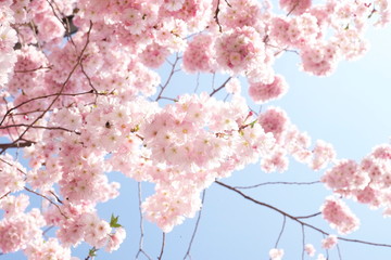 Kirschblüten vor blauen Himmel in Japan Kirschblüte Zierkirsche