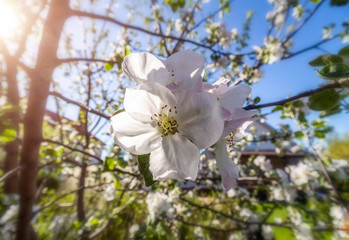 Spring blossom of an apple-tree in clear sunny weather close-up against a blue sky.