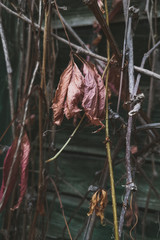 Autumn leaves and dry branches on a wooden wall