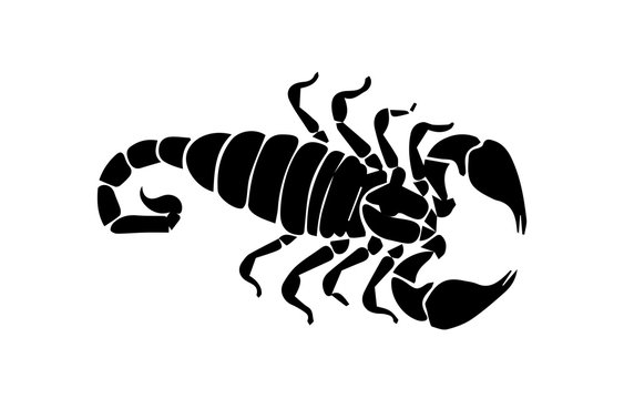 Silhouette of scorpion on white background