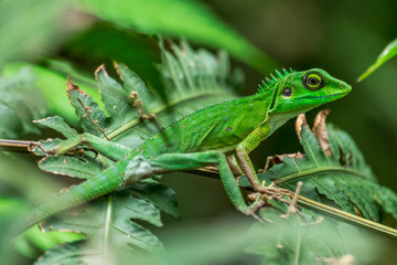 one beautiful iguana - natural wildlife photography	